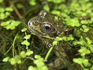 Submerged: 80192548 Common Frog - partly submerged in duck