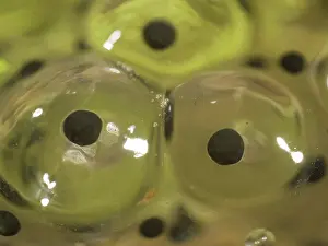 Spawn: 80192550 Common Frog - eggs in spawn Birmingham