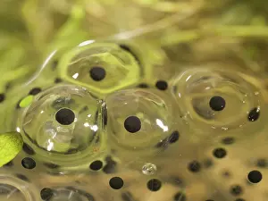 Spawn: 80192551 Common Frog - eggs in spawn Birmingham