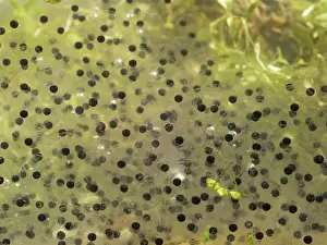 Spawn: 80192552 Common Frog - eggs in spawn Birmingham