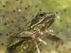 Spawn: 80192553 Common Frog - submerged with frog spawn