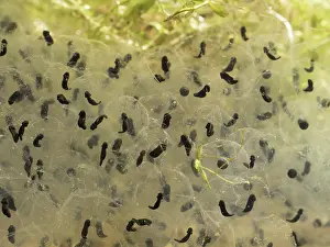 Birmingham: 80192554 Common Frog Tadpole - developing Birmingham