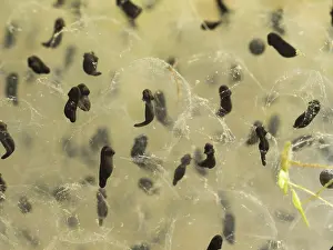 Birmingham: 80192555 Common Frog Tadpole - developing Birmingham