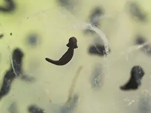 Birmingham: 80192556 Common Frog Tadpole - developing Birmingham