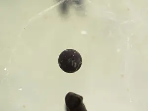 Birmingham: 80192557 Common Frog - infertile egg Birmingham