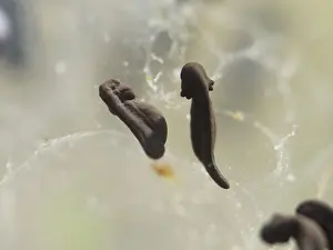 Birmingham: 80192558 Common Frog Tadpole - developing Birmingham