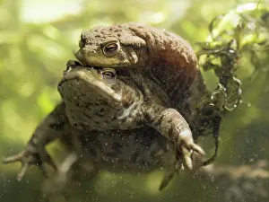 Bufo: 80192559 Common Toads in amplexus UK Bufo bufo Steve