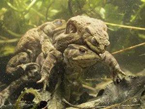 Toads: 80192560 Common Toads - female & 2 males in amplexus