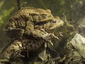 Bufo: 80192561 Common Toads in amplexus UK Bufo bufo Steve