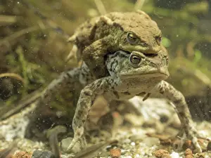 Bufo: 80192562 Common Toads in amplexus UK Bufo bufo Steve