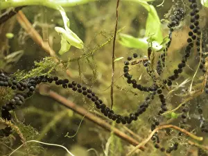 Bufo: 80192563 Common Toad - egg strand UK Bufo bufo Steve
