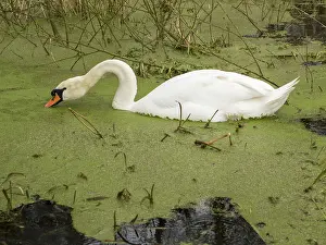 Swift: 80192564 Mute Swan - feeding on duck weed Swift