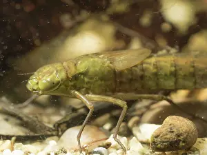 Nymph: 80192566 Emperor Dragonfly - larva / nymph UK Anax