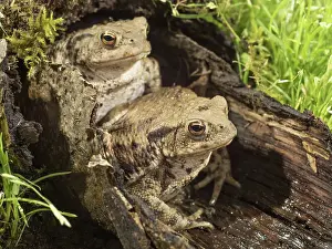 Bufo: 80192567 Common Toads - in hollow log UK Bufo bufo