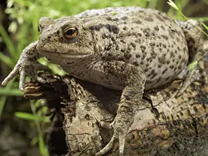 Bufo: 80192568 Common Toad UK Bufo bufo Steve Downer