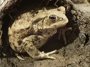 Bufo: 80192569 Common Toad UK Bufo bufo Steve Downer All