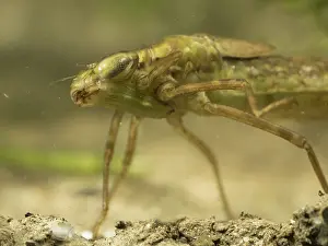 Nymph: 80192570 Emperor Dragonfly - larva / nymph UK Anax
