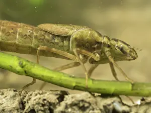 Nymph: 80192571 Emperor Dragonfly - larva / nymph UK Anax