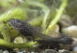Algae: 80192572 Common Frog Tadpole - feeding on algae