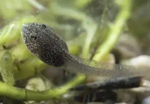 Algae: 80192573 Common Frog Tadpole - feeding on algae