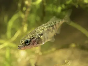Spined: 80192574 Three-spined Stickleback - male in breeding
