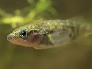 Spined: 80192575 Three-spined Stickleback - male in breeding