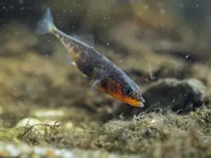 Spined: 80192578 Three-spined Stickleback - male fanning