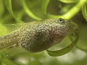 Algae: 80192579 Common Toad tadpole - grazing on algae