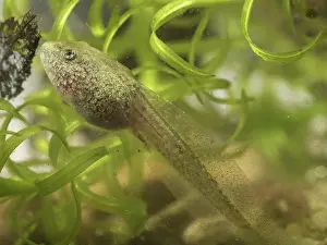 Algae: 80192580 Common Toad tadpole - grazing on algae