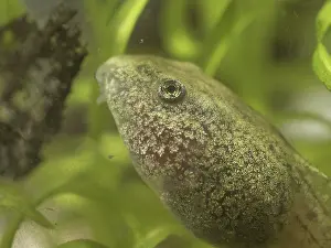 Tadpole: 80192581 Common Toad Tadpole - close up of head
