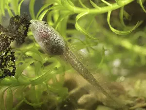 Algae: 80192582 Common Toad tadpole - grazing on algae