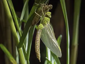 Emerged: 80192583 Emperor Dragonfly - newly emerged female