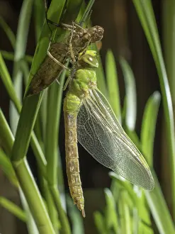 Newly: 80192584 Emperor Dragonfly - newly emerged female