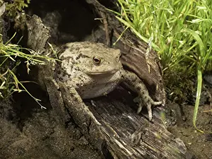 Bufo: 80192586 Common Toad UK Bufo bufo Steve Downer All