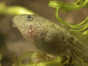 Tadpole: 80192588 Common Toad Tadpole - with developed rear