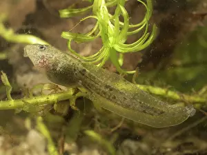 Tadpole: 80192589 Common Toad Tadpole - with developed rear