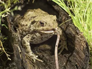 Hollow: 80192590 Common Toad - in hollow log eating earthworm