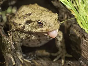 Hollow: 80192591 Common Toad - in hollow log showing tongue