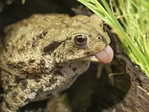 Hollow: 80192592 Common Toad - in hollow log showing tongue