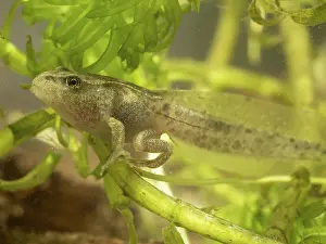 Tadpole: 80192593 Common Toad Tadpole - with developed front