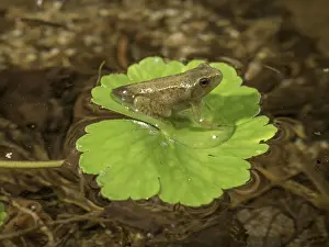 Toadlet: 80192594 Common Toad Toadlet - emerging from water
