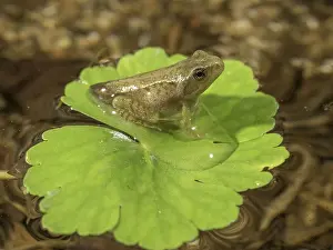 Toadlet: 80192595 Common Toad Toadlet - emerging from water