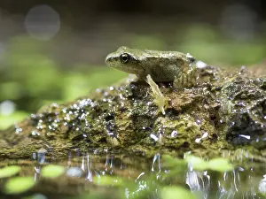 Newly: 80192596 Common Frog - newly emerged froglet on