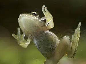 Froglet: 80192598 Common Frog - froglet climbing on glass