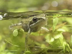 Froglet: 80192599 Common Frog - froglet below surface of