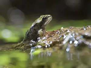 Newly: 80192600 Common Frog - newly emerged froglet on