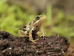 Toadlet: 80192601 Common Toad Toadlet - sitting on bark UK