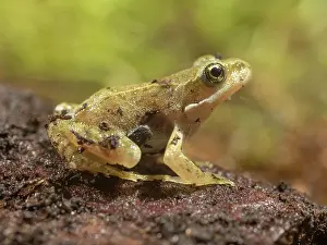 Toadlet: 80192602 Common Toad Toadlet - sitting on bark UK
