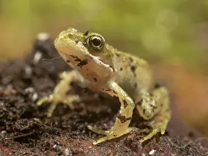 Toadlet: 80192603 Common Toad Toadlet - sitting on bark UK