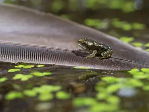 Newly: 80192604 Common Frog - newly emerged froglet on